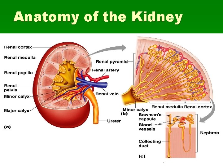 Anatomy of the Kidney 