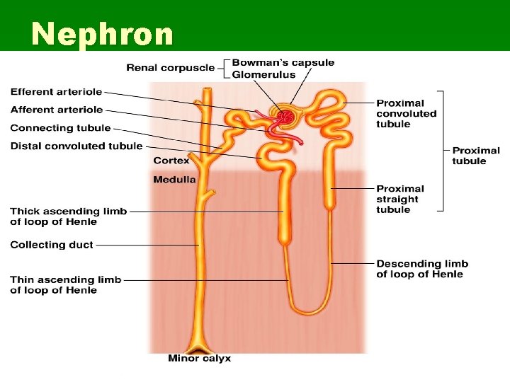 Nephron 