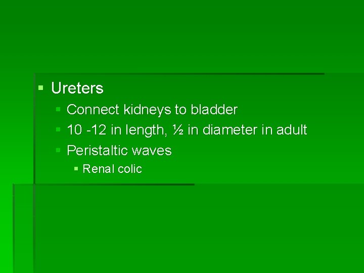 § Ureters § Connect kidneys to bladder § 10 -12 in length, ½ in