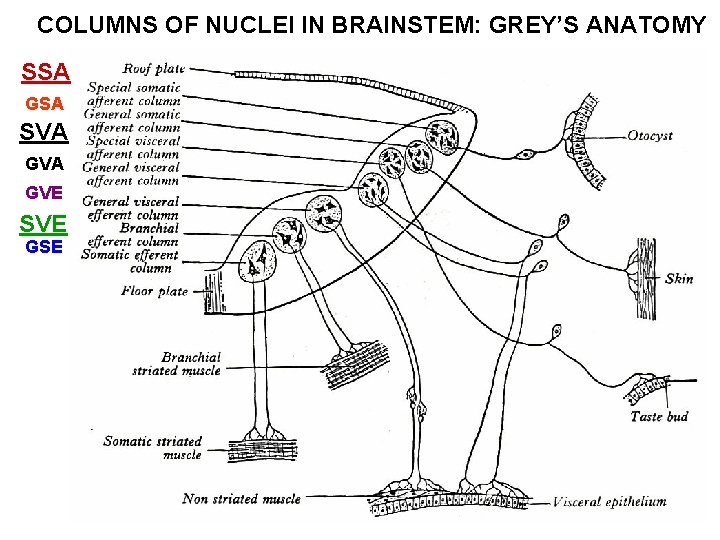 COLUMNS OF NUCLEI IN BRAINSTEM: GREY’S ANATOMY SSA GSA SVA GVE SVE GSE COLUMNS OF NUCLEI IN BRAINSTEM: GREY’S ANATOMY SSA GSA SVA GVE SVE GSE