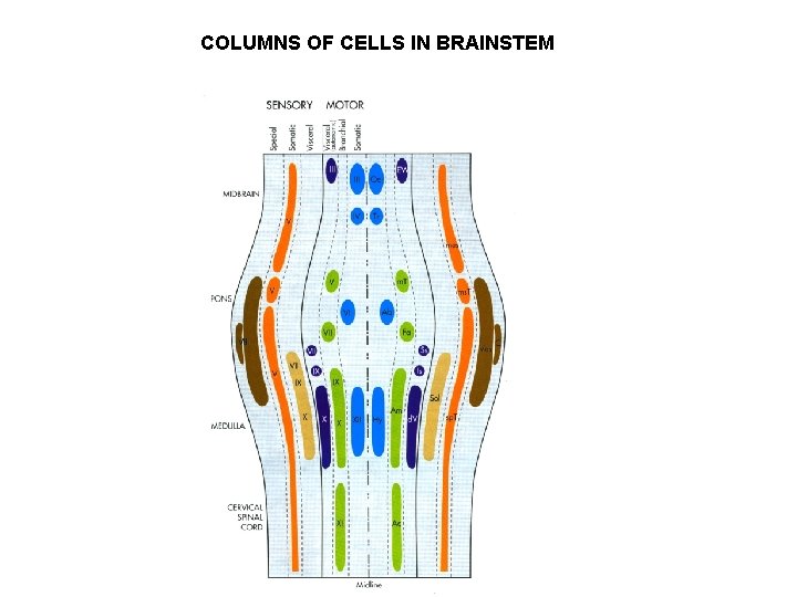 COLUMNS OF CELLS IN BRAINSTEM COLUMNS OF CELLS IN BRAINSTEM