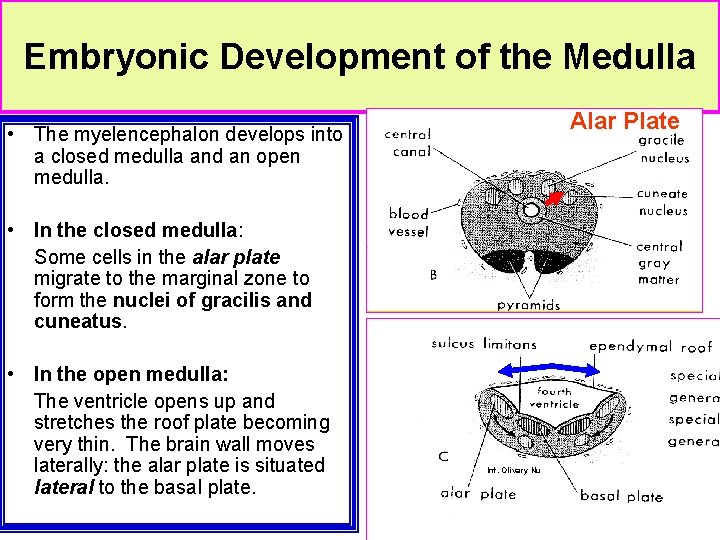 Embryonic Development of the Medulla Alar Plate • The myelencephalon develops into a closed Embryonic Development of the Medulla Alar Plate • The myelencephalon develops into a closed