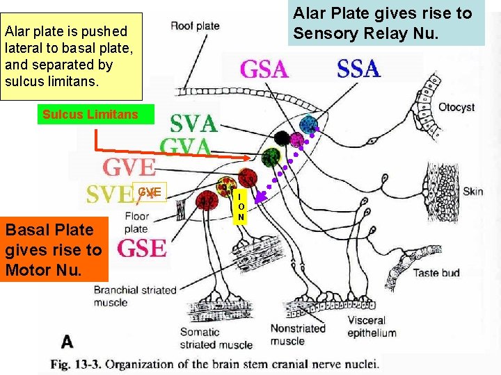 Alar Plate gives rise to Sensory Relay Nu. Alar plate is pushed lateral to Alar Plate gives rise to Sensory Relay Nu. Alar plate is pushed lateral to