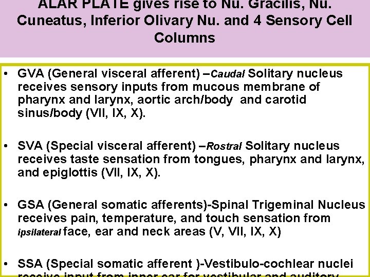 ALAR PLATE gives rise to Nu. Gracilis, Nu. Cuneatus, Inferior Olivary Nu. and 4 ALAR PLATE gives rise to Nu. Gracilis, Nu. Cuneatus, Inferior Olivary Nu. and 4