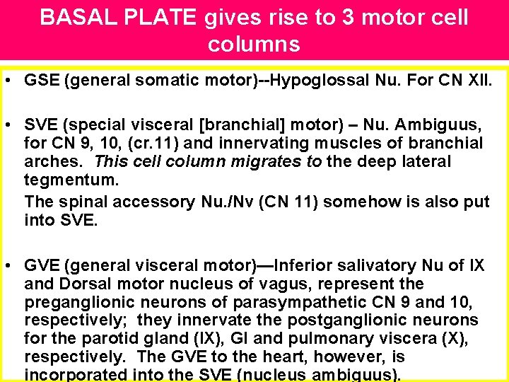 BASAL PLATE gives rise to 3 motor cell columns • GSE (general somatic motor)--Hypoglossal BASAL PLATE gives rise to 3 motor cell columns • GSE (general somatic motor)--Hypoglossal