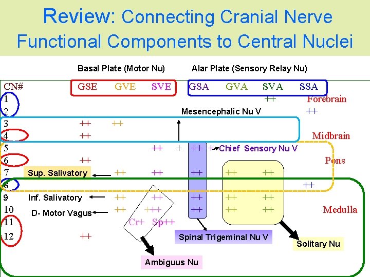 Review: Connecting Cranial Nerve Functional Components to Central Nuclei Basal Plate (Motor Nu) CN# Review: Connecting Cranial Nerve Functional Components to Central Nuclei Basal Plate (Motor Nu) CN#
