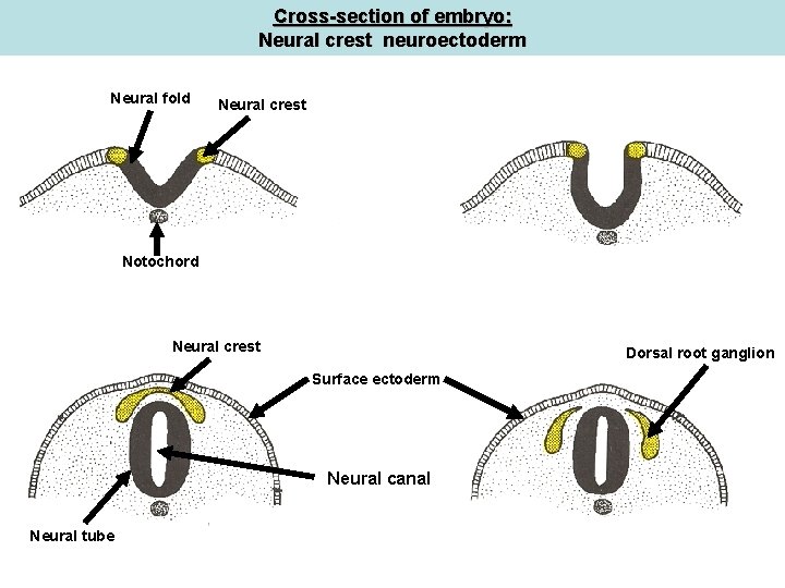 Cross-section of embryo: Neural crest neuroectoderm Neural fold Neural crest Notochord Neural crest Dorsal Cross-section of embryo: Neural crest neuroectoderm Neural fold Neural crest Notochord Neural crest Dorsal