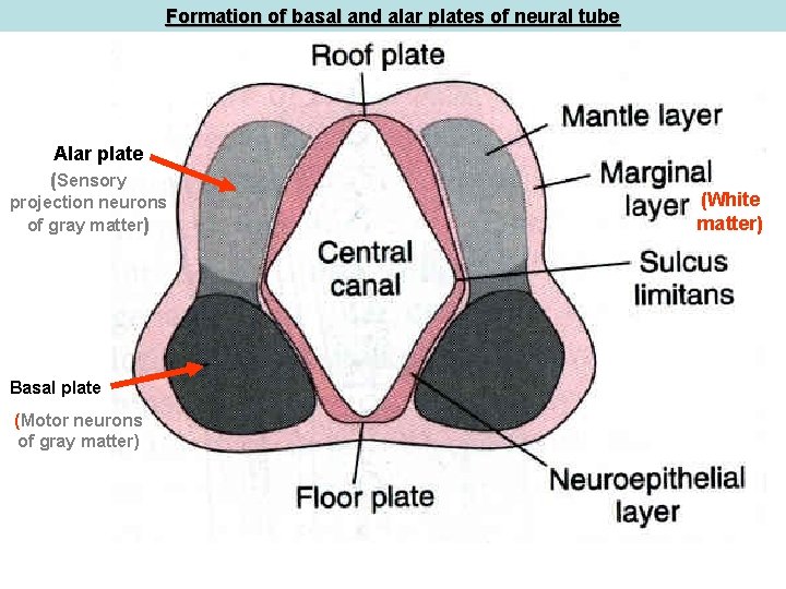 Formation of basal and alar plates of neural tube Alar plate (Sensory projection neurons Formation of basal and alar plates of neural tube Alar plate (Sensory projection neurons