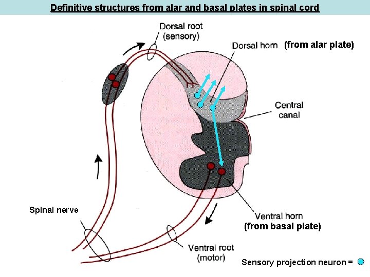 Definitive structures from alar and basal plates in spinal cord (from alar plate) Spinal Definitive structures from alar and basal plates in spinal cord (from alar plate) Spinal