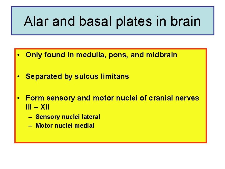 Alar and basal plates in brain • Only found in medulla, pons, and midbrain Alar and basal plates in brain • Only found in medulla, pons, and midbrain