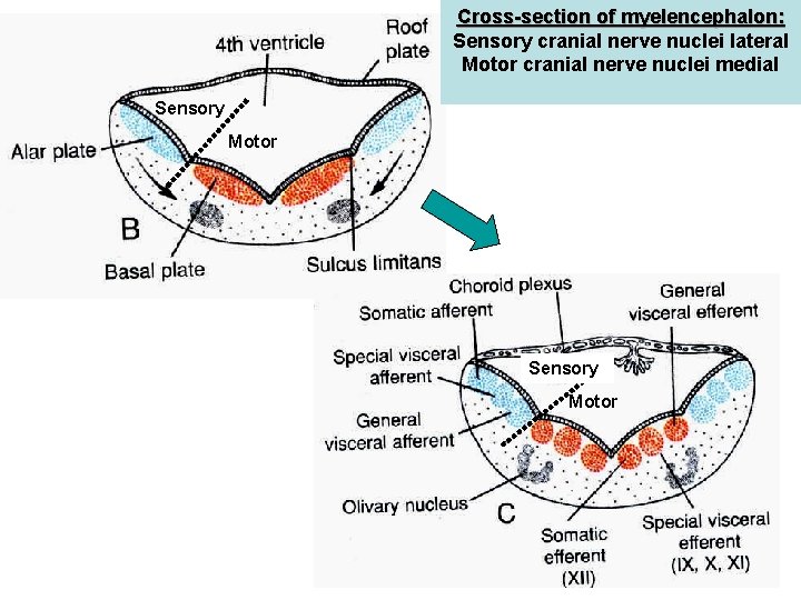 Cross-section of myelencephalon: Sensory cranial nerve nuclei lateral Motor cranial nerve nuclei medial Sensory Cross-section of myelencephalon: Sensory cranial nerve nuclei lateral Motor cranial nerve nuclei medial Sensory