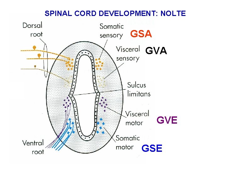 SPINAL CORD DEVELOPMENT: NOLTE GSA GVE GSE SPINAL CORD DEVELOPMENT: NOLTE GSA GVE GSE