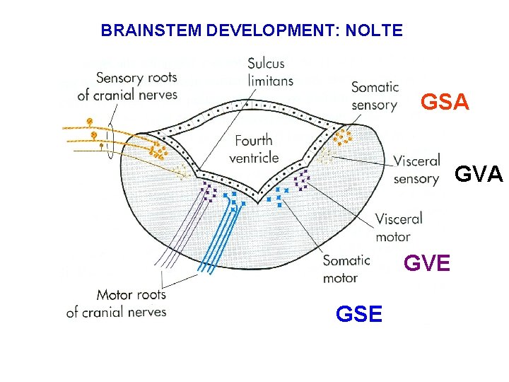BRAINSTEM DEVELOPMENT: NOLTE GSA GVE GSE BRAINSTEM DEVELOPMENT: NOLTE GSA GVE GSE