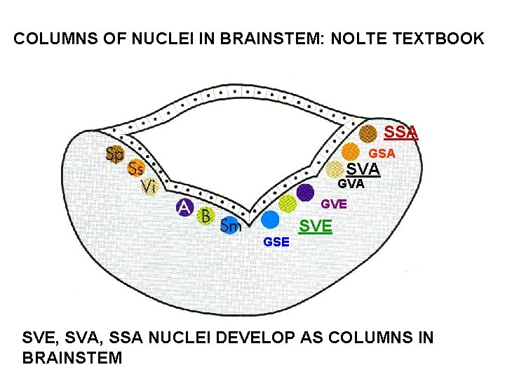 COLUMNS OF NUCLEI IN BRAINSTEM: NOLTE TEXTBOOK SSA GSA SVA GVE GSE SVE, SVA, COLUMNS OF NUCLEI IN BRAINSTEM: NOLTE TEXTBOOK SSA GSA SVA GVE GSE SVE, SVA,
