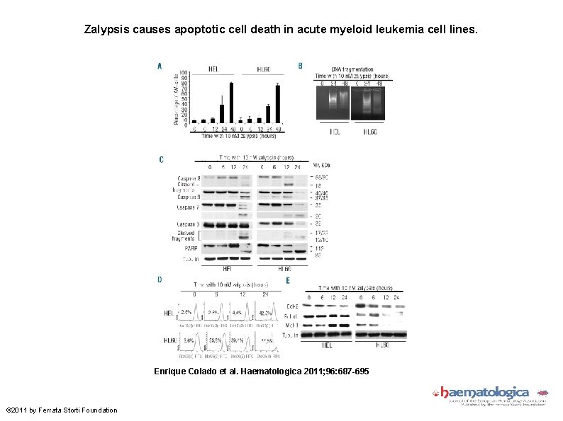 Zalypsis causes apoptotic cell death in acute myeloid leukemia cell lines. Enrique Colado et