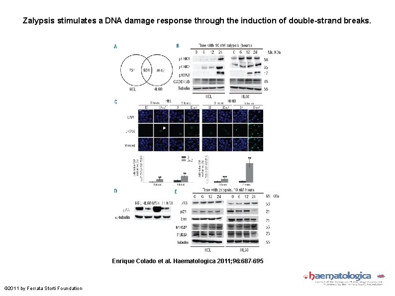 Zalypsis stimulates a DNA damage response through the induction of double-strand breaks. Enrique Colado