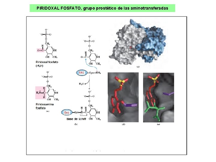 PIRIDOXAL FOSFATO, grupo prostético de las aminotransferadas PIRIDOXAL FOSFATO, grupo prostético de las aminotransferadas
