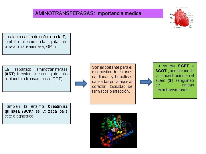 AMINOTRANSFERASAS: Importancia medica La alanina aminotransferasa (ALT; también denominada glutamatopiruvato transaminasa, GPT) La aspartato AMINOTRANSFERASAS: Importancia medica La alanina aminotransferasa (ALT; también denominada glutamatopiruvato transaminasa, GPT) La aspartato