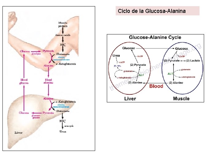 Ciclo de la Glucosa-Alanina Ciclo de la Glucosa-Alanina