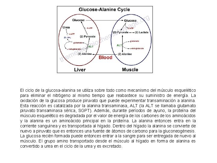 El ciclo de la glucosa-alanina se utiliza sobre todo como mecanismo del músculo esquelético El ciclo de la glucosa-alanina se utiliza sobre todo como mecanismo del músculo esquelético