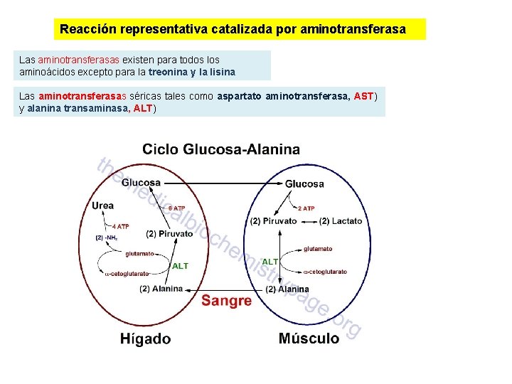 Reacción representativa catalizada por aminotransferasa Las aminotransferasas existen para todos los aminoácidos excepto para Reacción representativa catalizada por aminotransferasa Las aminotransferasas existen para todos los aminoácidos excepto para