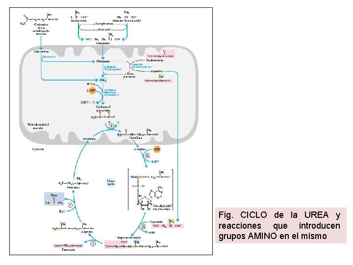 Fig. CICLO de la UREA y reacciones que introducen grupos AMINO en el mismo Fig. CICLO de la UREA y reacciones que introducen grupos AMINO en el mismo