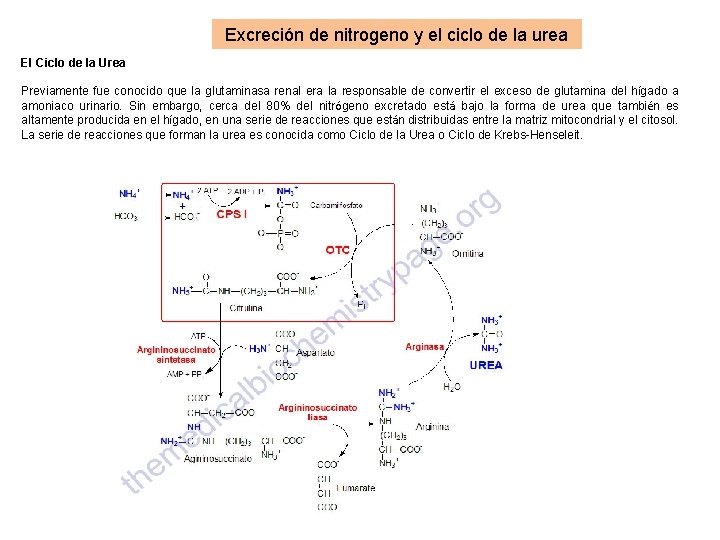 Excreción de nitrogeno y el ciclo de la urea El Ciclo de la Urea Excreción de nitrogeno y el ciclo de la urea El Ciclo de la Urea