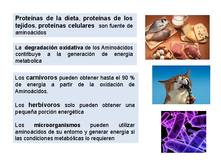 Proteínas de la dieta, proteínas de los tejidos, proteínas celulares son fuente de aminoácidos Proteínas de la dieta, proteínas de los tejidos, proteínas celulares son fuente de aminoácidos