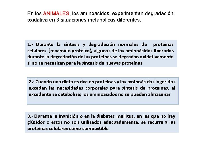 En los ANIMALES, los aminoácidos experimentan degradación oxidativa en 3 situaciones metabólicas diferentes: 1. En los ANIMALES, los aminoácidos experimentan degradación oxidativa en 3 situaciones metabólicas diferentes: 1.