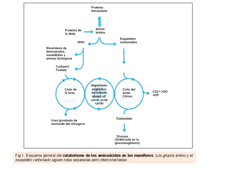 Fig. 1. Esquema general del catabolismo de los aminoácidos en los mamíferos. Los grupos Fig. 1. Esquema general del catabolismo de los aminoácidos en los mamíferos. Los grupos