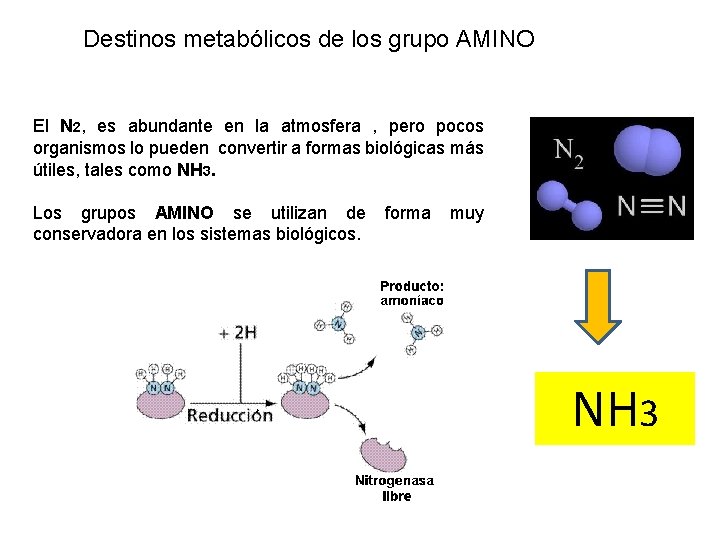 Destinos metabólicos de los grupo AMINO El N 2, es abundante en la atmosfera Destinos metabólicos de los grupo AMINO El N 2, es abundante en la atmosfera