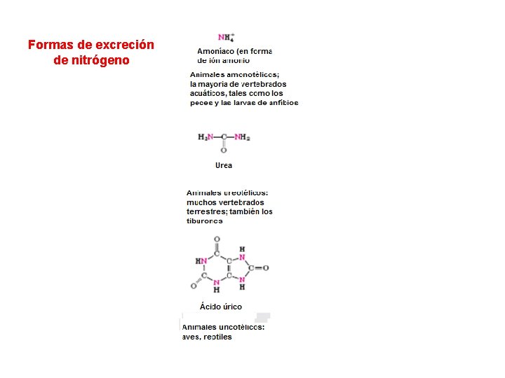 Formas de excreción de nitrógeno Formas de excreción de nitrógeno