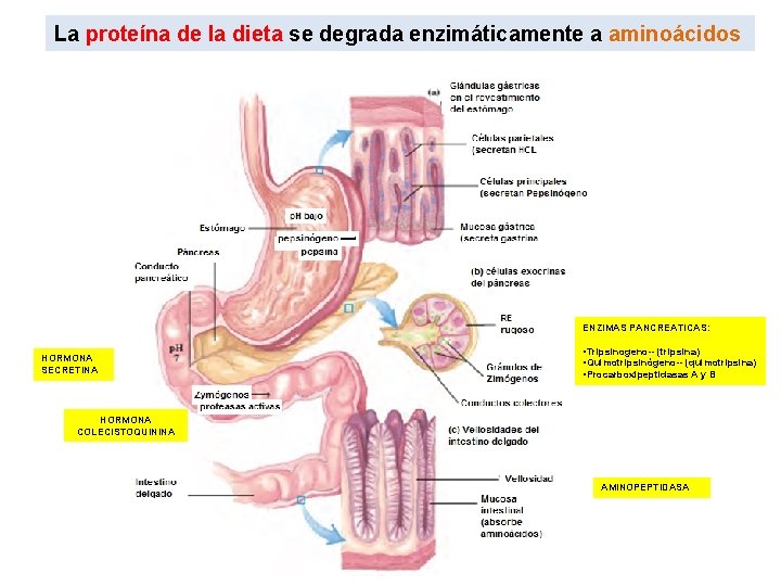 La proteína de la dieta se degrada enzimáticamente a aminoácidos ENZIMAS PANCREATICAS: HORMONA SECRETINA La proteína de la dieta se degrada enzimáticamente a aminoácidos ENZIMAS PANCREATICAS: HORMONA SECRETINA