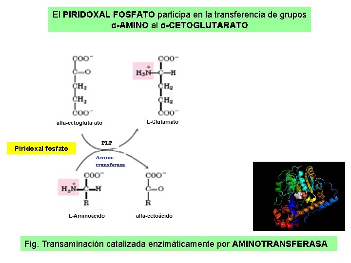El PIRIDOXAL FOSFATO participa en la transferencia de grupos α-AMINO al α-CETOGLUTARATO Piridoxal fosfato El PIRIDOXAL FOSFATO participa en la transferencia de grupos α-AMINO al α-CETOGLUTARATO Piridoxal fosfato