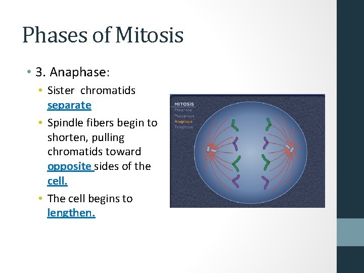 Phases of Mitosis • 3. Anaphase: • Sister chromatids separate • Spindle fibers begin