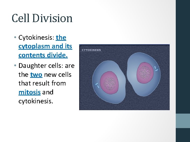 Cell Division • Cytokinesis: the cytoplasm and its contents divide. • Daughter cells: are