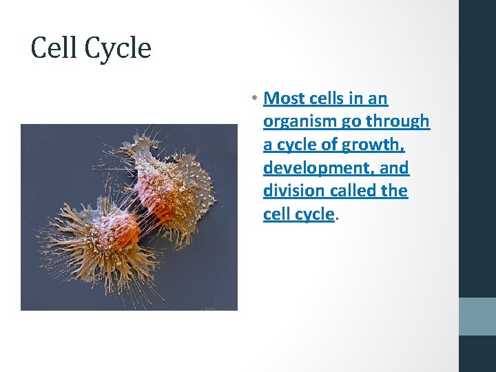 Cell Cycle • Most cells in an organism go through a cycle of growth,