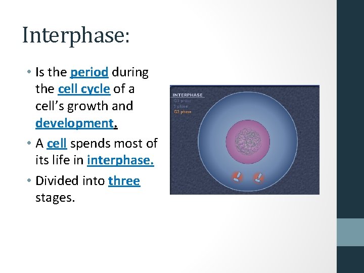 Interphase: • Is the period during the cell cycle of a cell’s growth and