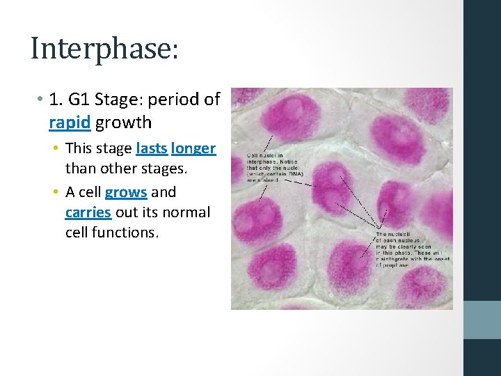 Interphase: • 1. G 1 Stage: period of rapid growth • This stage lasts