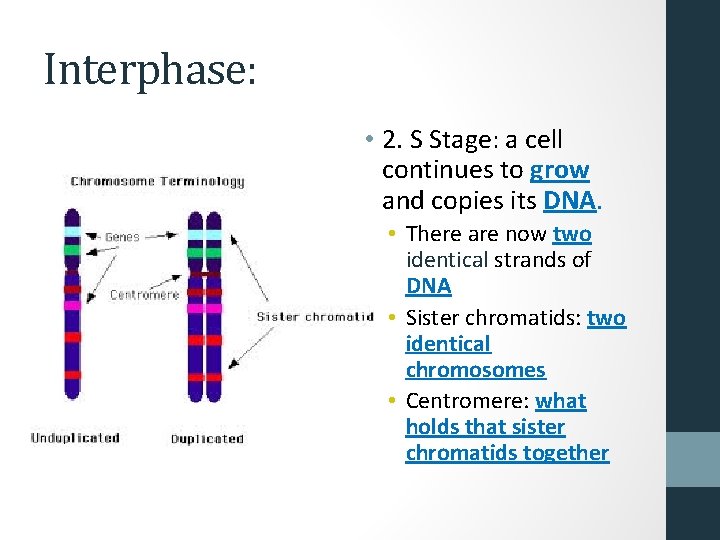Interphase: • 2. S Stage: a cell continues to grow and copies its DNA.