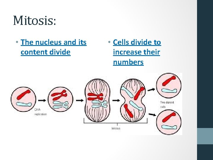 Mitosis: • The nucleus and its content divide • Cells divide to increase their