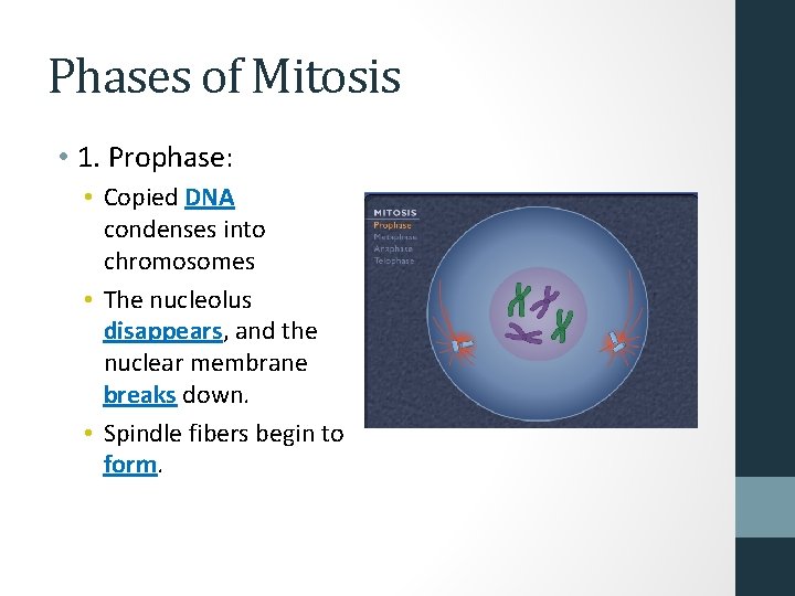 Phases of Mitosis • 1. Prophase: • Copied DNA condenses into chromosomes • The