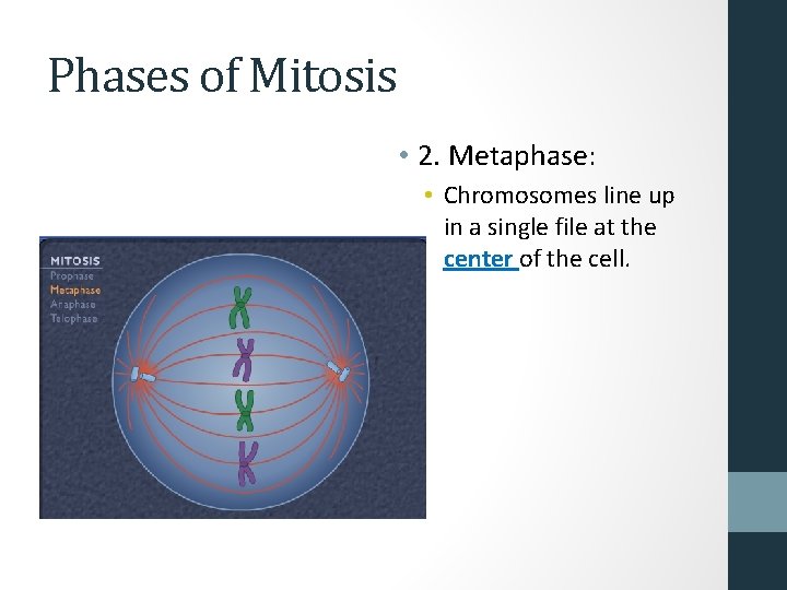 Phases of Mitosis • 2. Metaphase: • Chromosomes line up in a single file