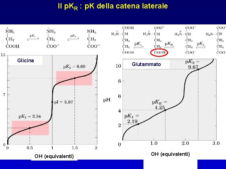 Il p. KR : p. K della catena laterale Glicina Glutammato OH- (equivalenti) 