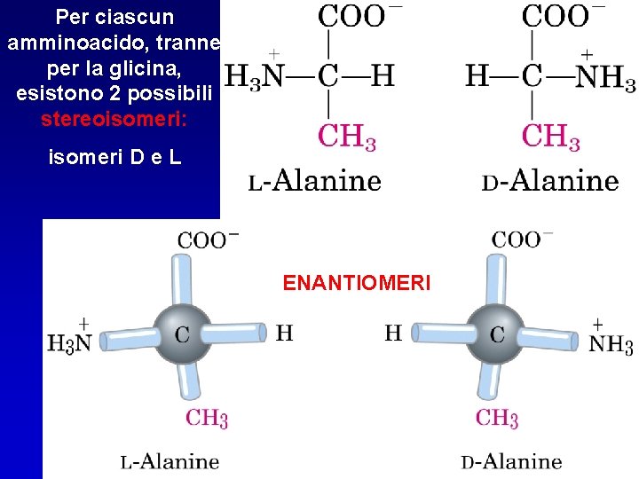Per ciascun amminoacido, tranne per la glicina, esistono 2 possibili stereoisomeri: isomeri D e
