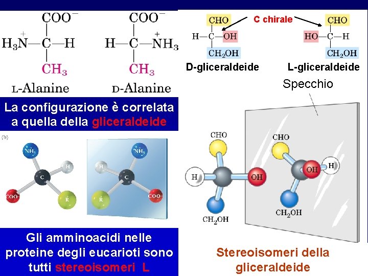 C chirale 1 2 * * 3 D-gliceraldeide L-gliceraldeide Specchio La configurazione è correlata