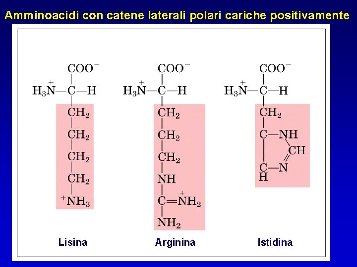 Amminoacidi con catene laterali polari cariche positivamente Lisina Arginina Istidina 