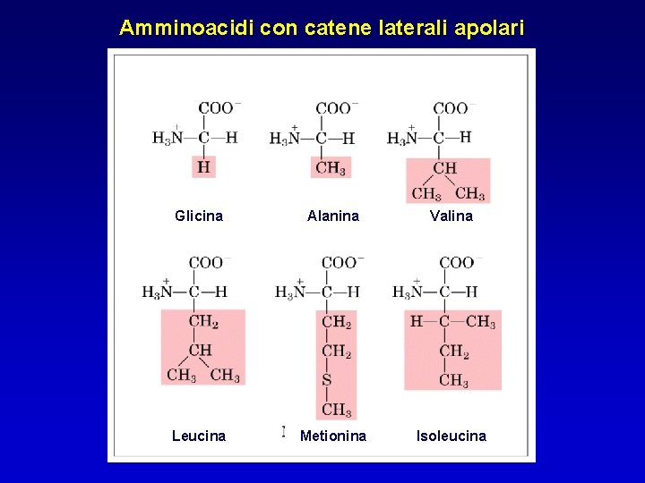 Amminoacidi con catene laterali apolari Glicina Alanina Valina Leucina Metionina Isoleucina 