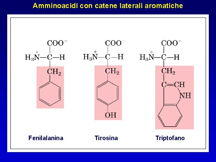 Amminoacidi con catene laterali aromatiche Fenilalanina Tirosina Triptofano 