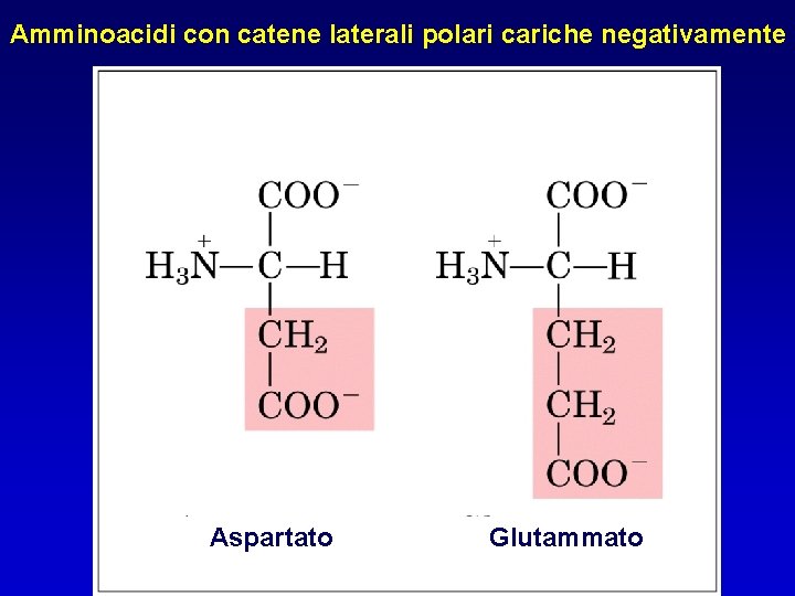 Amminoacidi con catene laterali polari cariche negativamente Aspartato Glutammato 